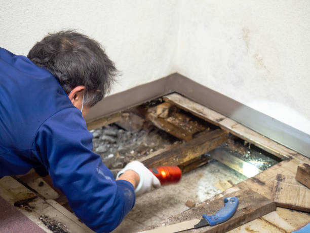 Attic Mold Removal in Lindsborg, KS